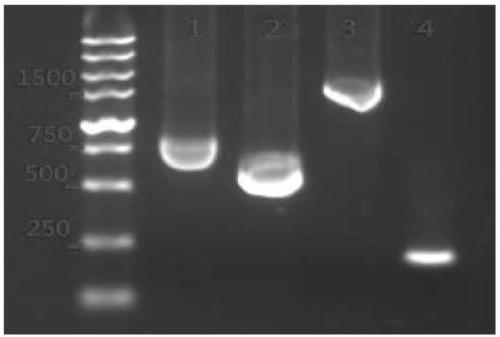 CHO cell strain modified based on CRISPR/Cas9 gene editing and preparation method thereof