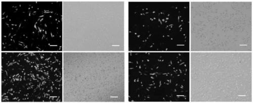 CHO cell strain modified based on CRISPR/Cas9 gene editing and preparation method thereof