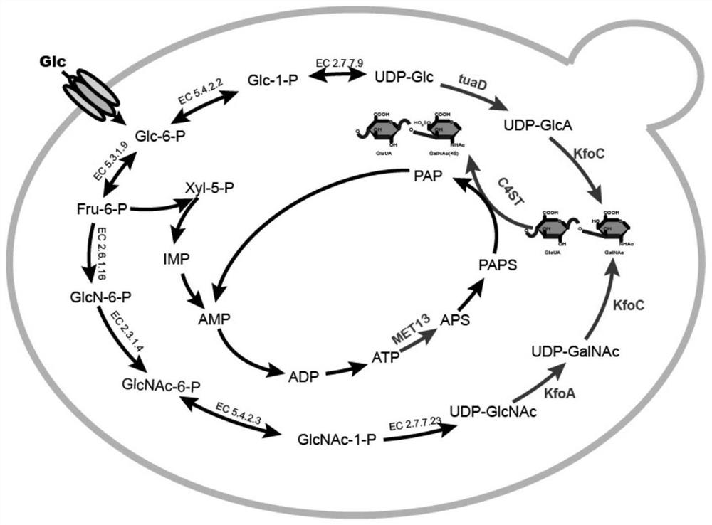 Yeast engineering bacteria for fermentation production of chondroitin sulfate and application of yeast engineering bacteria