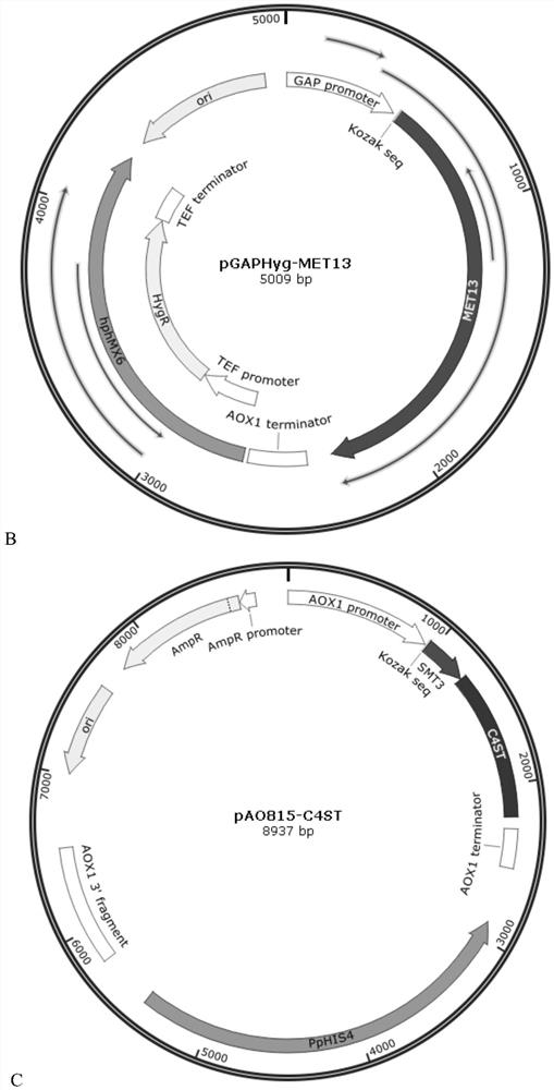 Yeast engineering bacteria for fermentation production of chondroitin sulfate and application of yeast engineering bacteria