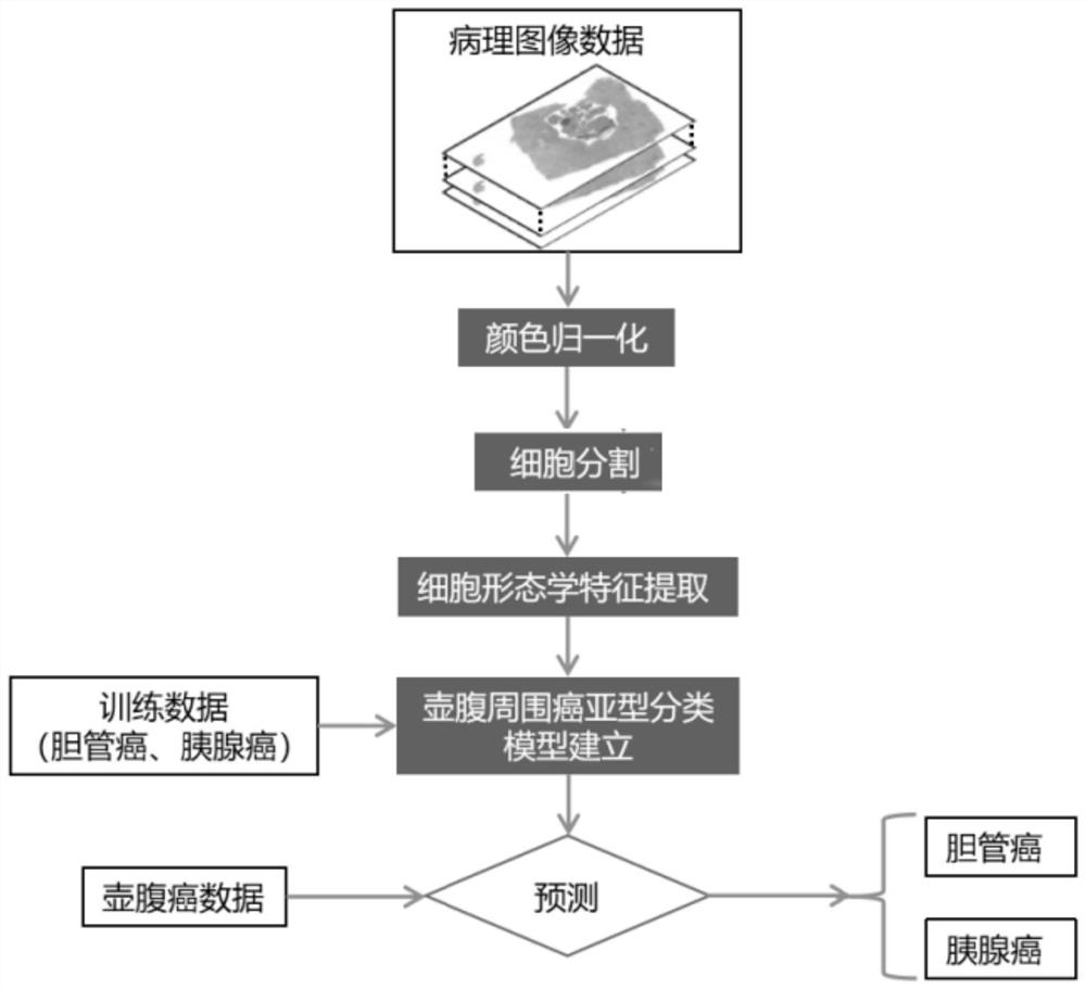 Pancreaticobiliary ampulla carcinoma classification model generation method and image classification method