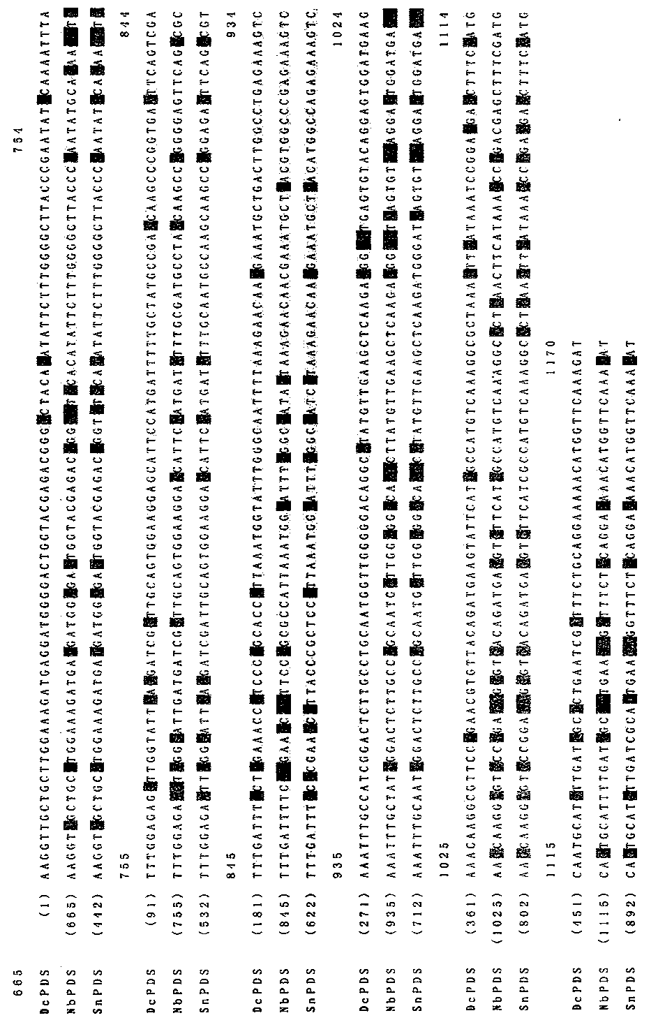 Virus-induced high-efficiency silencing system of dianthus phytoene dehydrogenase gene