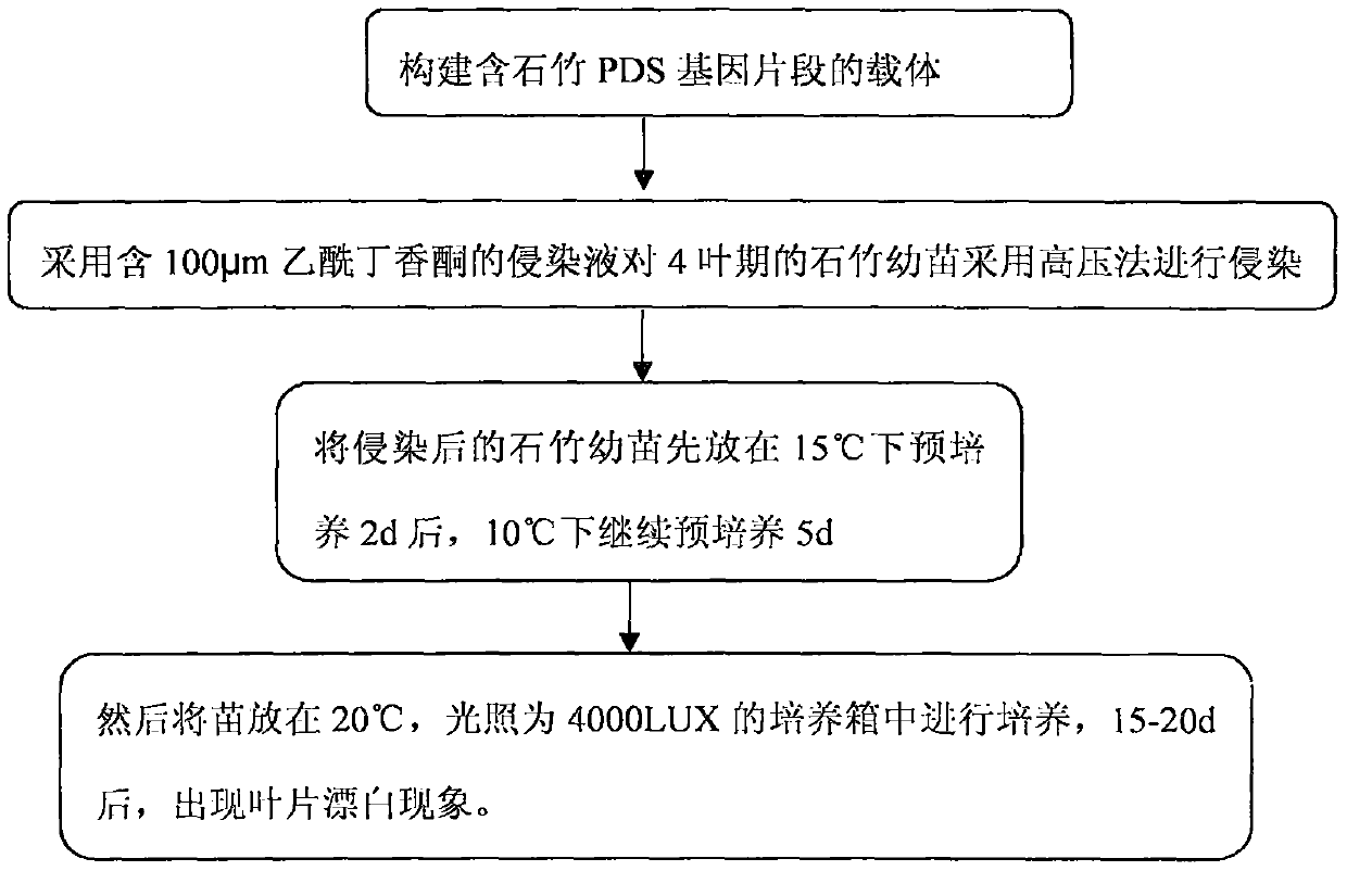 Virus-induced high-efficiency silencing system of dianthus phytoene dehydrogenase gene