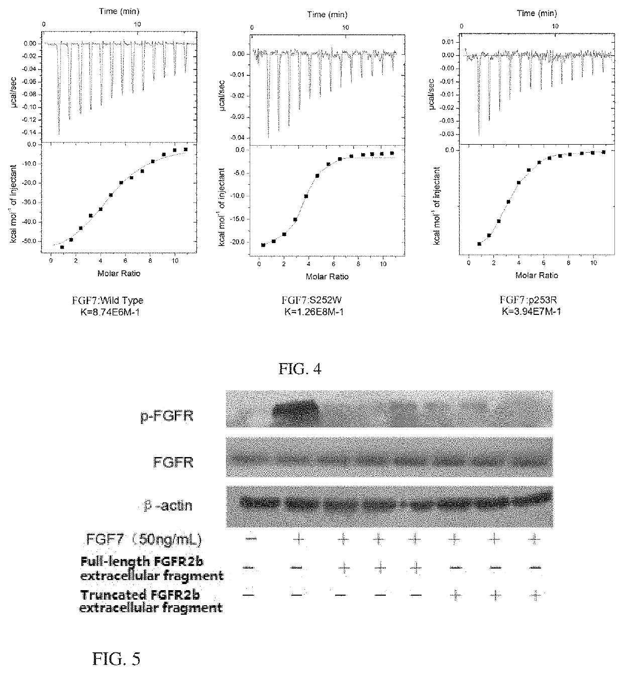 Human FGFR2B extracellular domain and nucleic acid for coding same