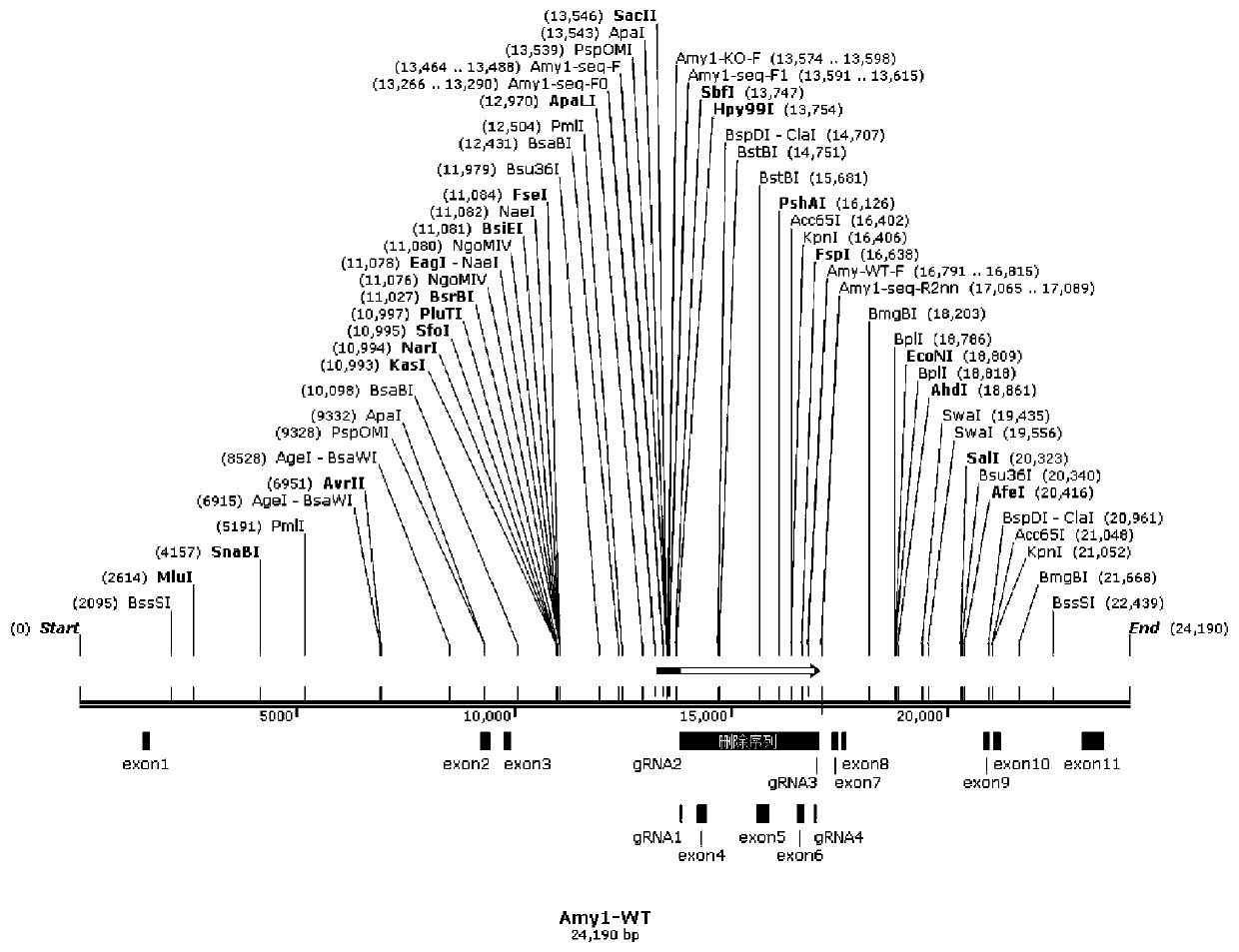 Construction method of Amy1 gene knockout mouse animal model and application