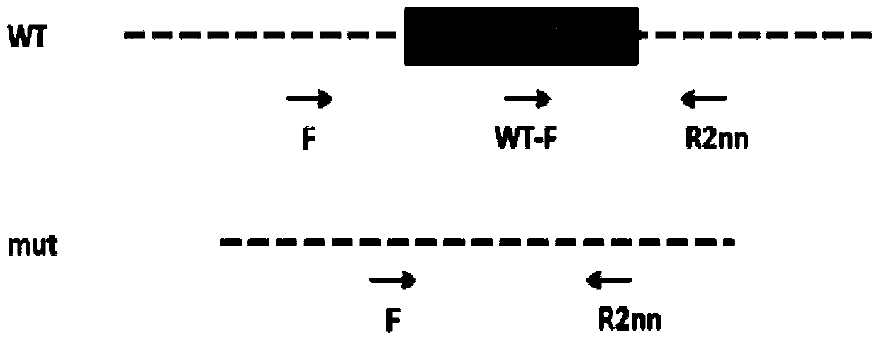 Construction method of Amy1 gene knockout mouse animal model and application