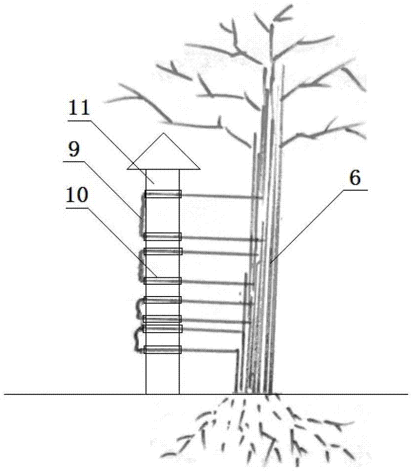 Wall calligraphy artistic-forming method for Lagerstroemia plants in Lythraceae