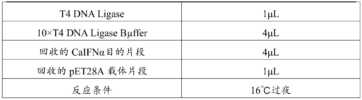 Canine interferon mutant recombinant fusion protein as well as preparation method and application thereof