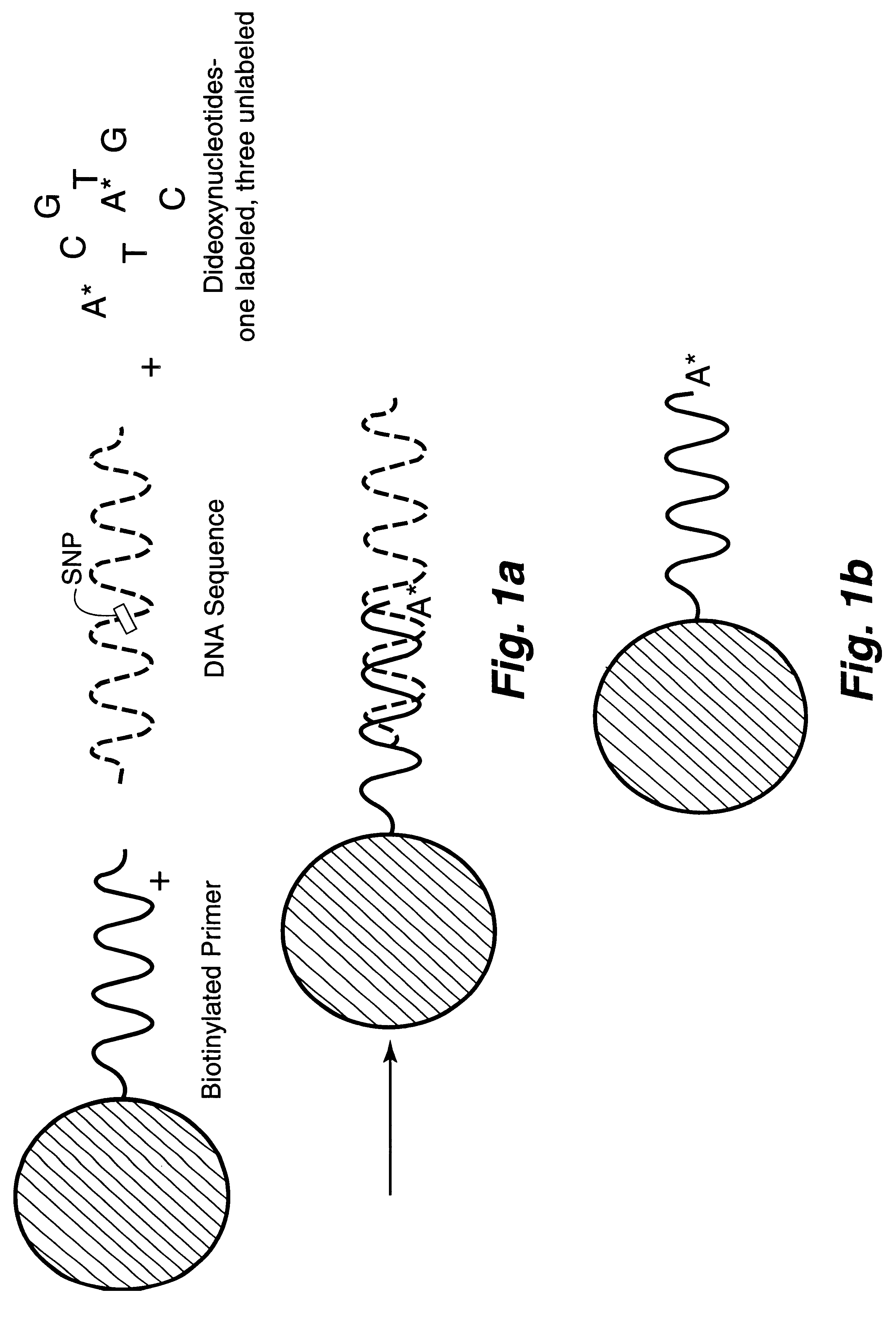 DNA polymorphism identity determination using flow cytometry