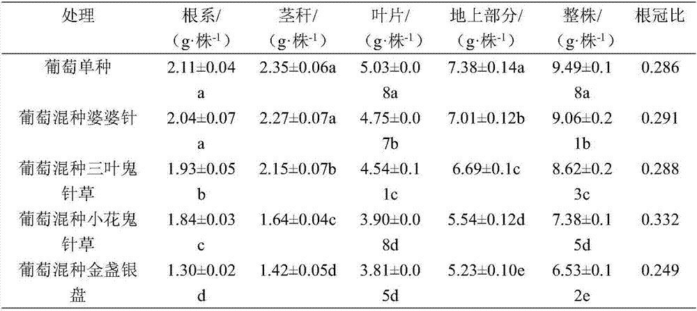 Planting method for utilizing mixed planting to achieve stable yield of grapes and remarkably lower cadmium content of grapes