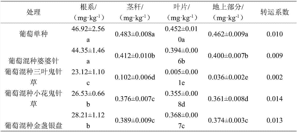 Planting method for utilizing mixed planting to achieve stable yield of grapes and remarkably lower cadmium content of grapes