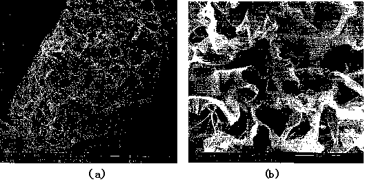 Method for preparing crosslinked chitosan porous scaffold