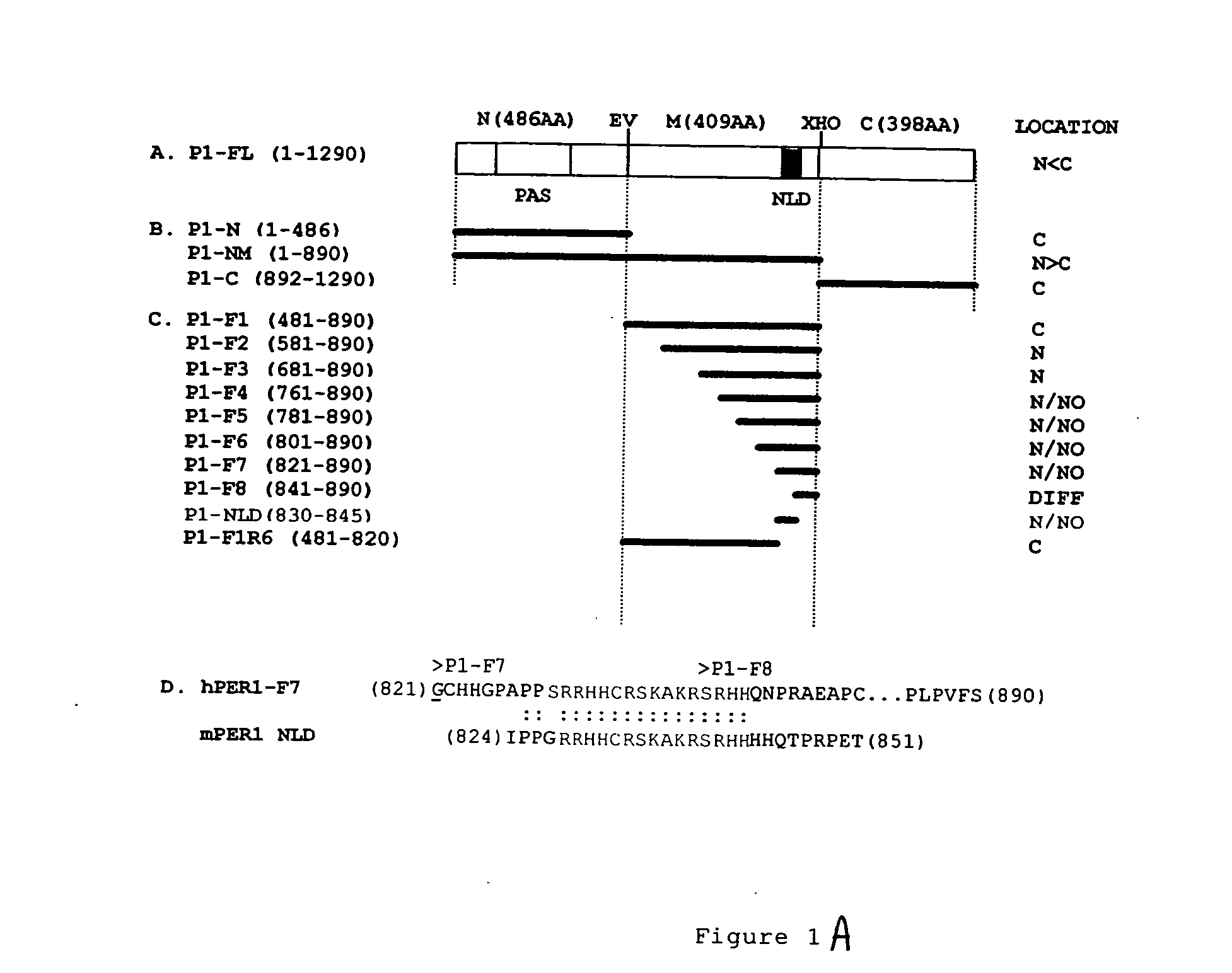 Membrane penetrating peptides and uses thereof