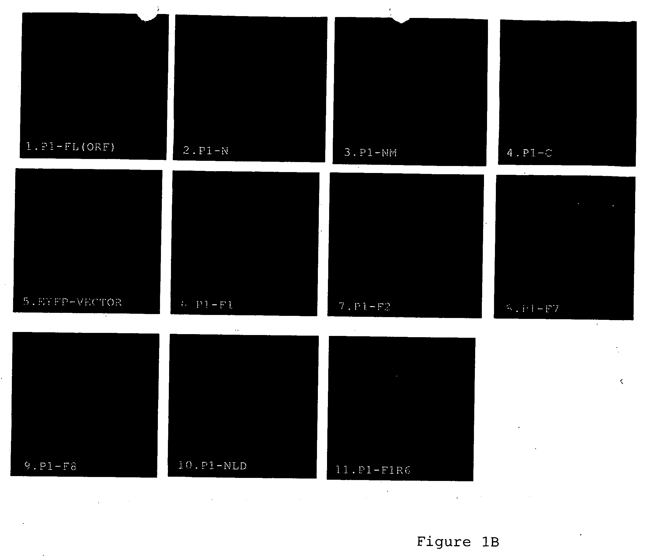 Membrane penetrating peptides and uses thereof