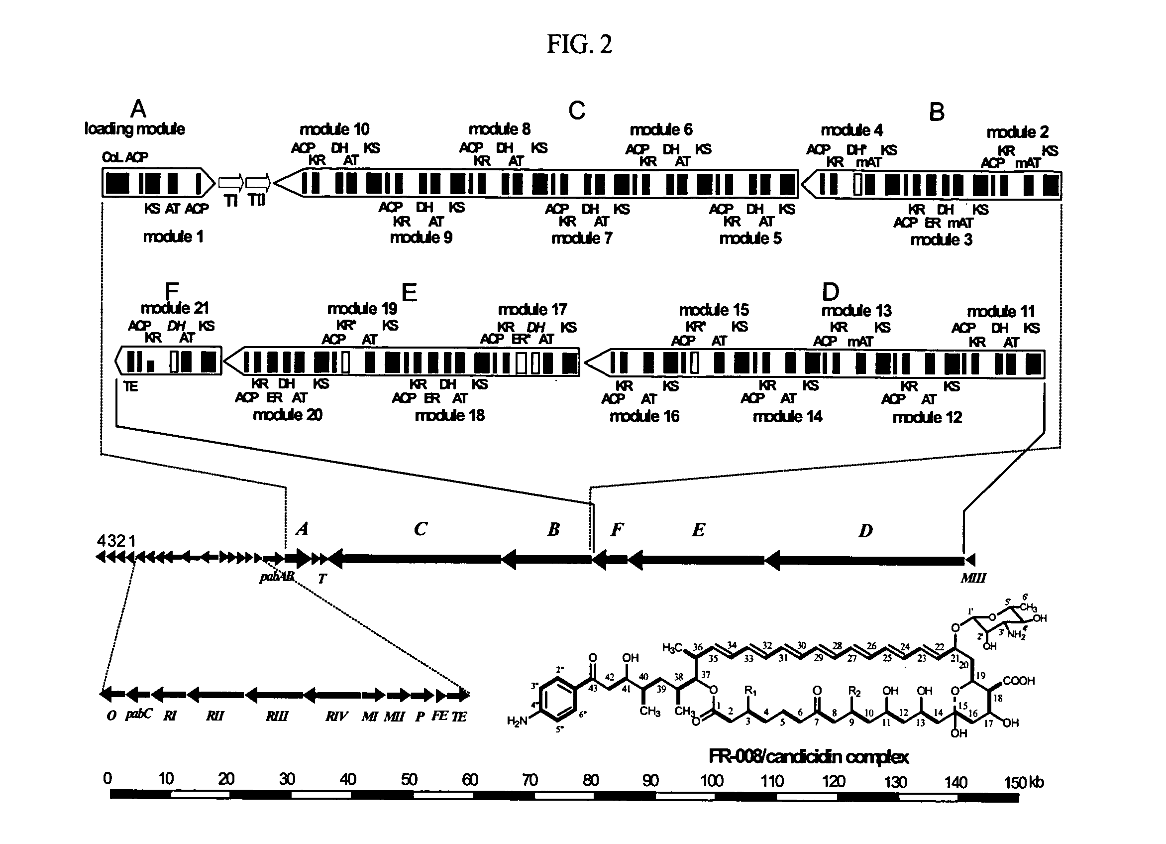 Genes for synthesis of FR-008 polyketides