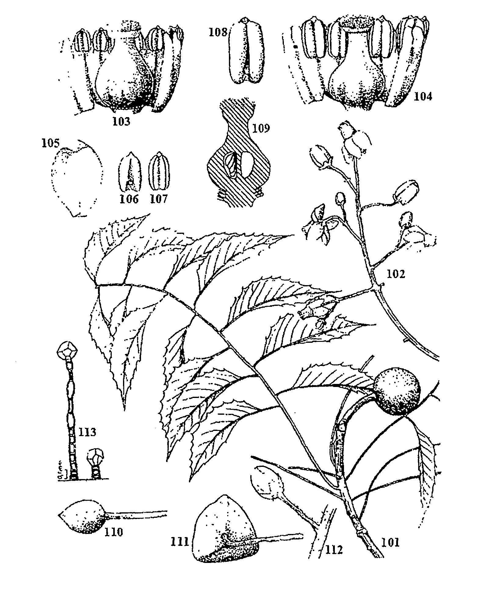 Novel compounds and pharmaceutical preparations