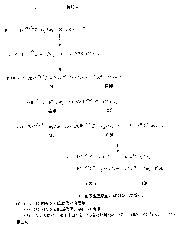 Backcross method of inproving sex-linked balanced lethal line of bombyx mori