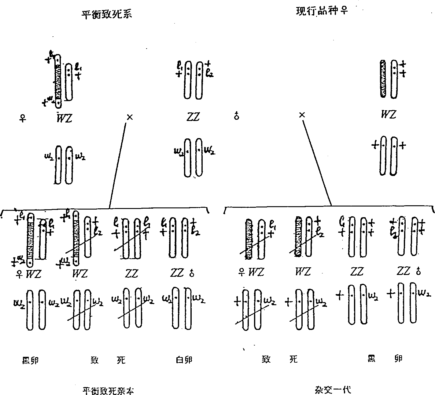 Backcross method of inproving sex-linked balanced lethal line of bombyx mori