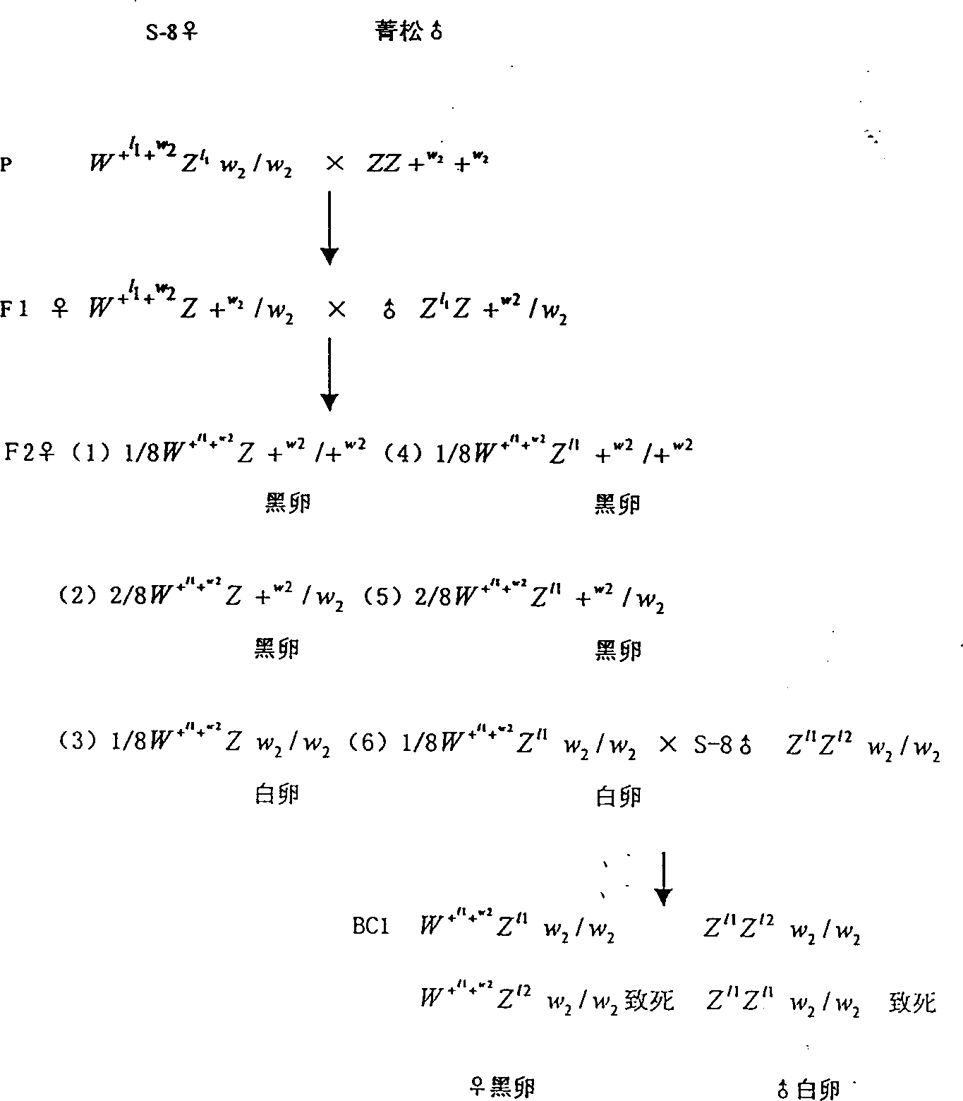 Backcross method of inproving sex-linked balanced lethal line of bombyx mori