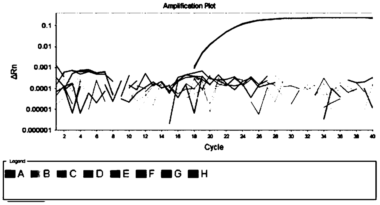 Rapid qualitative and quantitative detection kit, detection method and application of bifidobacteria added in feed