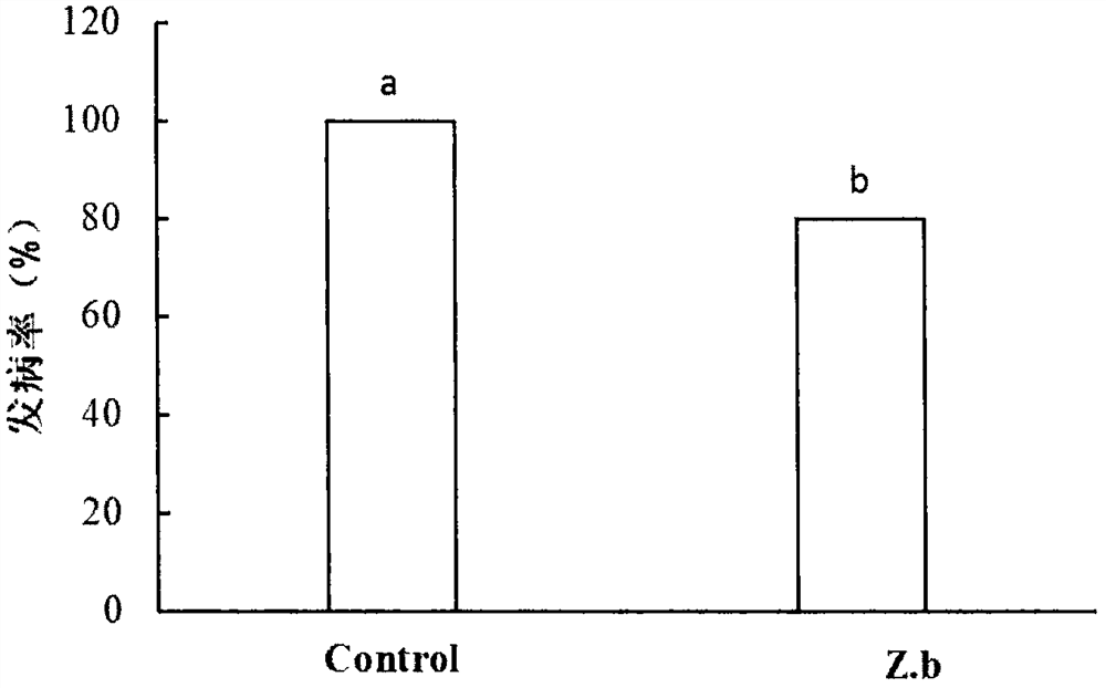 Zygosaccharomyces bayeri strain used for prevention and treatment of postharvest fruit diseases and its preparation method and application