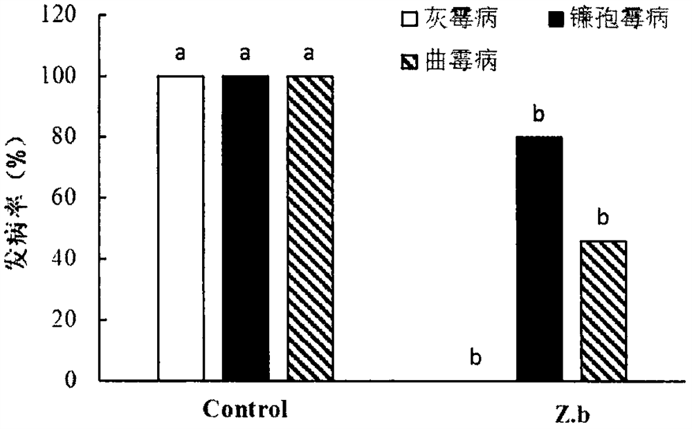 Zygosaccharomyces bayeri strain used for prevention and treatment of postharvest fruit diseases and its preparation method and application