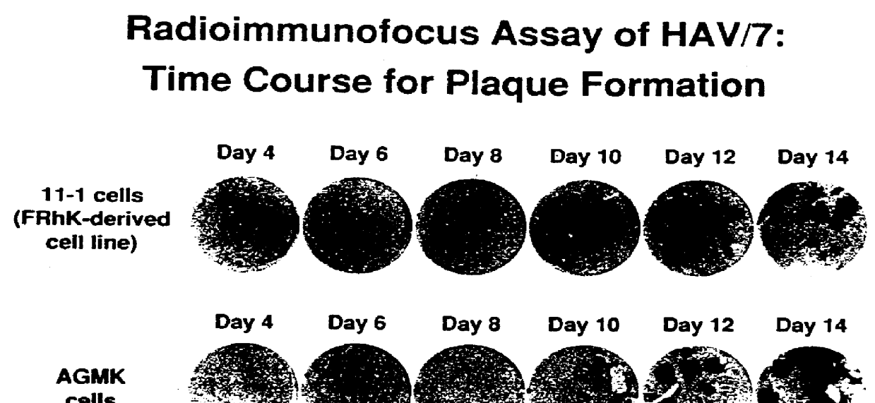 Method for producing a virus from an african green monkey kidney cell line