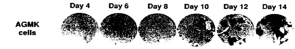 Method for producing a virus from an african green monkey kidney cell line