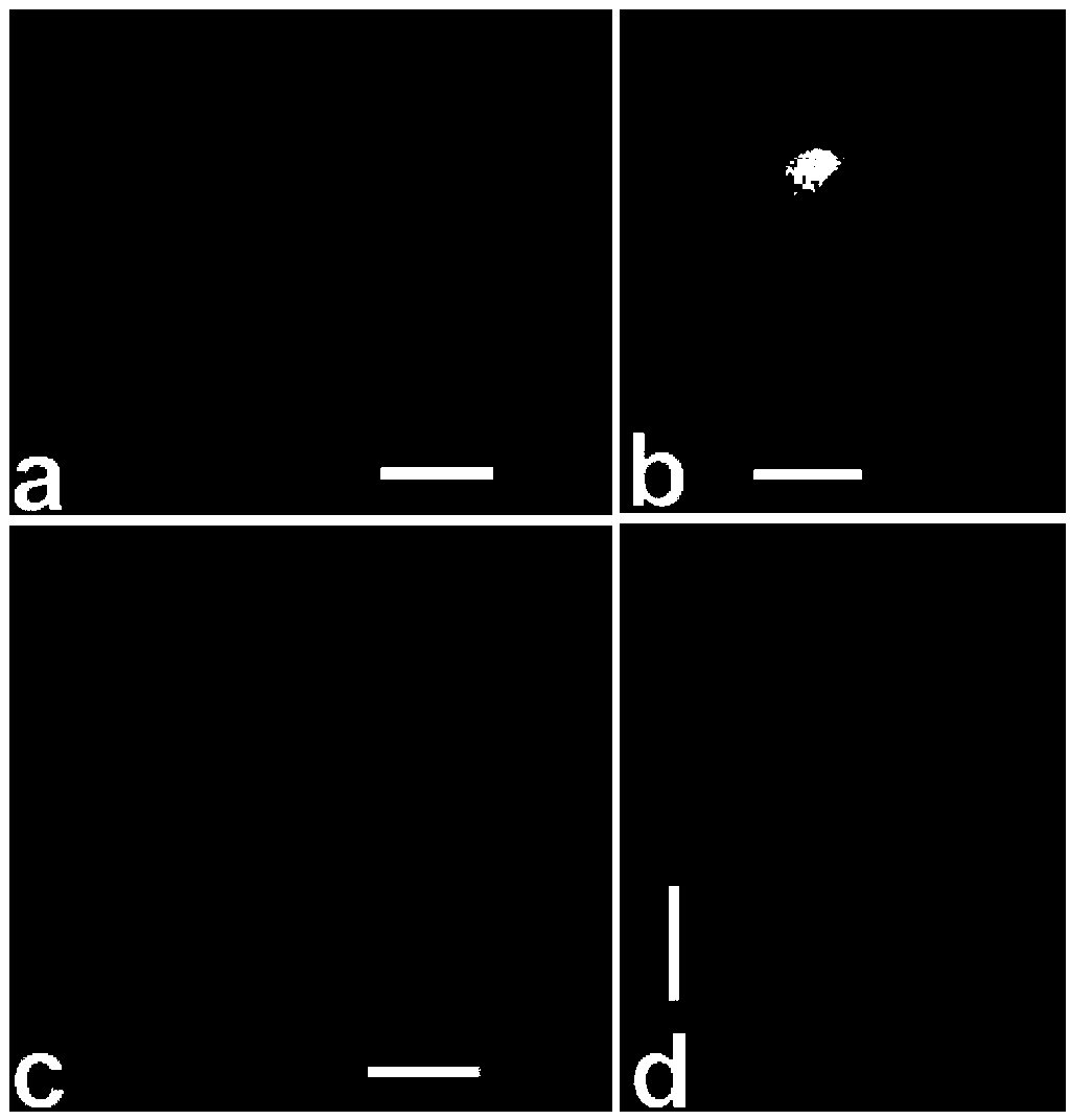 Application of pentagalloylglucose in medicines used for killing fish in-vitro ciliates