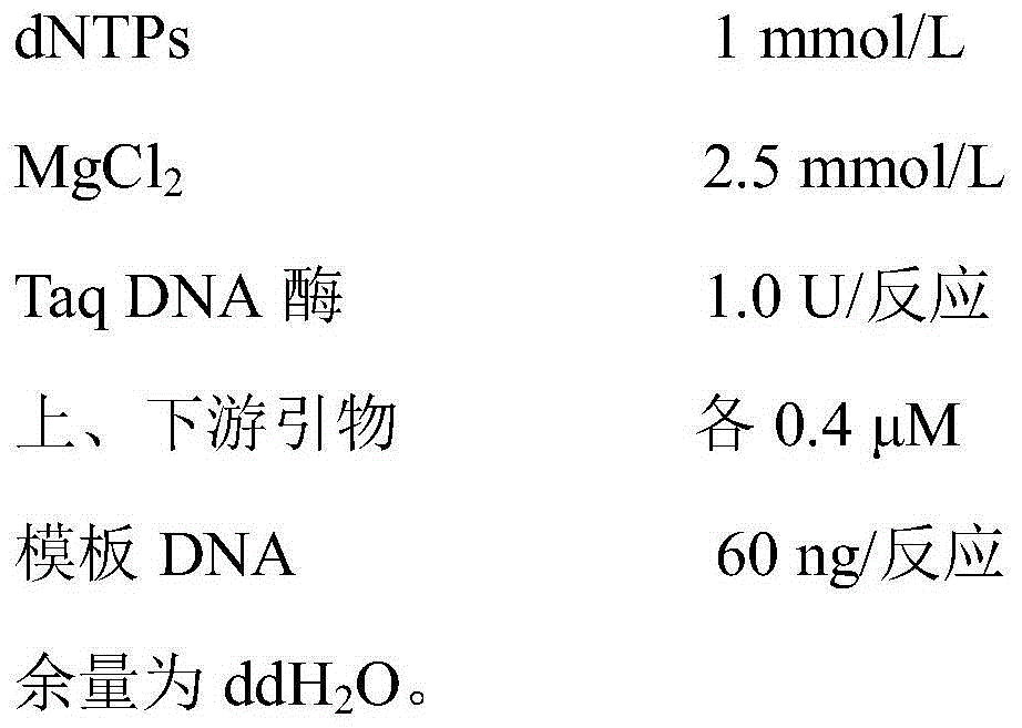 Specific labeling primer for oriental cherry variety namely C.serrulata 'Plena-pendula' and detection method