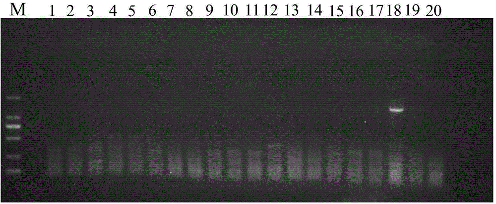 Specific labeling primer for oriental cherry variety namely C.serrulata 'Plena-pendula' and detection method