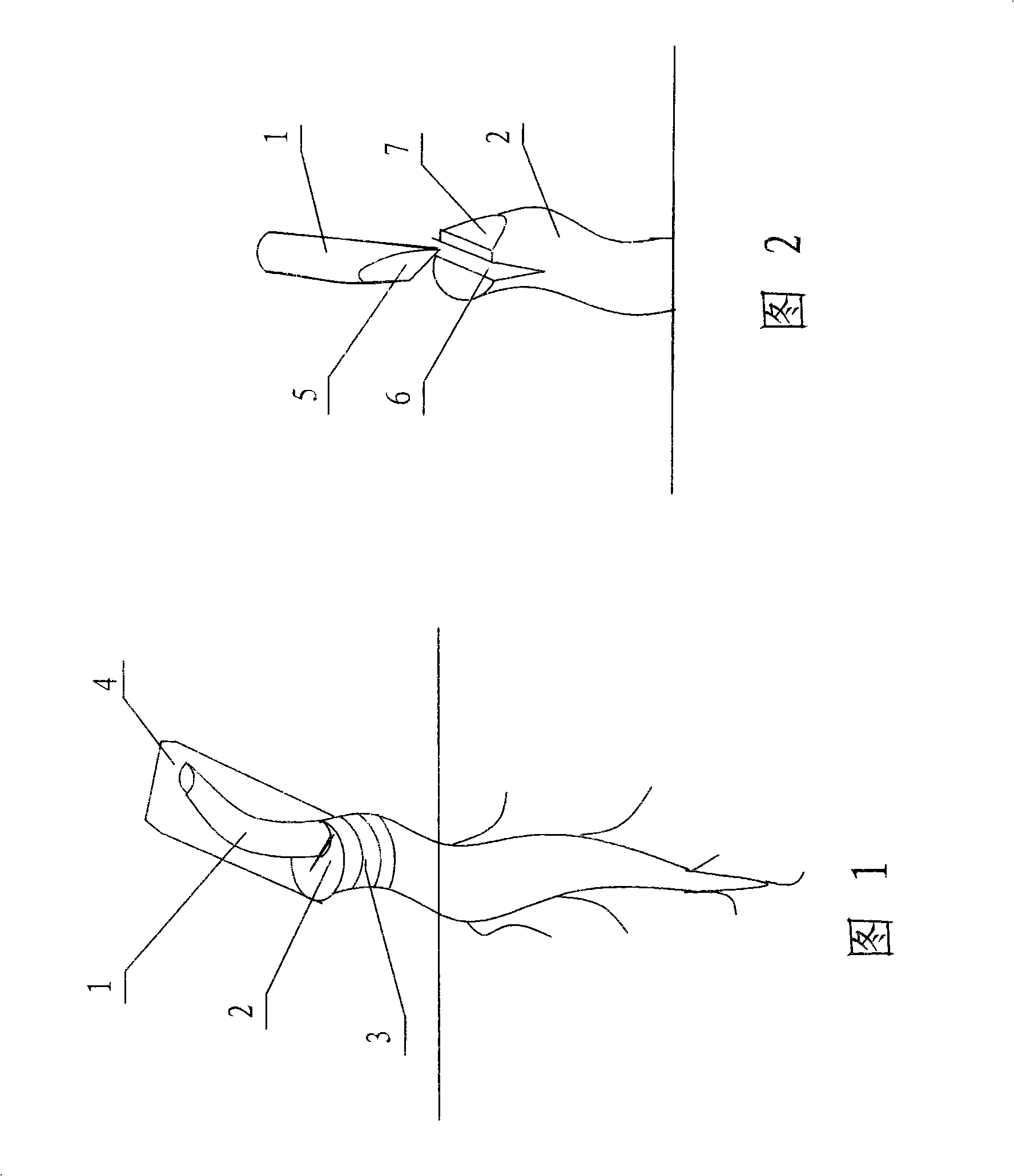 Grafting method of Chinese chestnut tree and oak