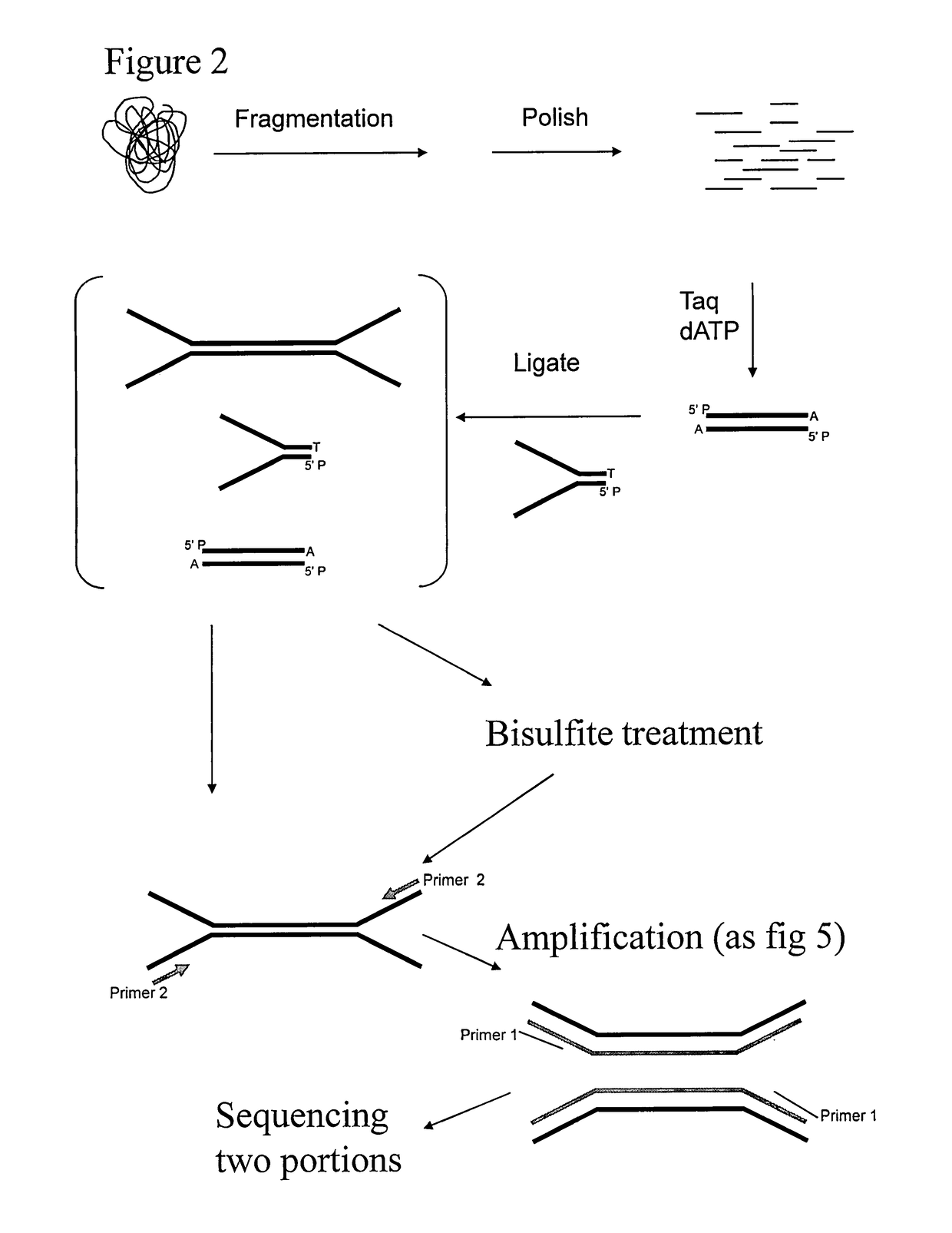 Preparation of templates for methylation analysis