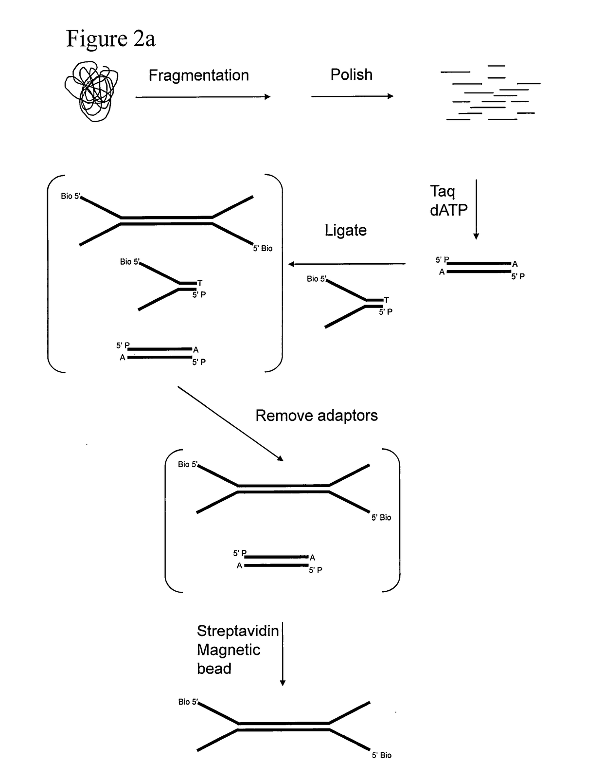 Preparation of templates for methylation analysis