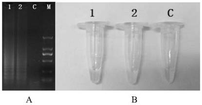 CPA primer for killing leukotoxin positive staphylococcus aureus, kit and detection method