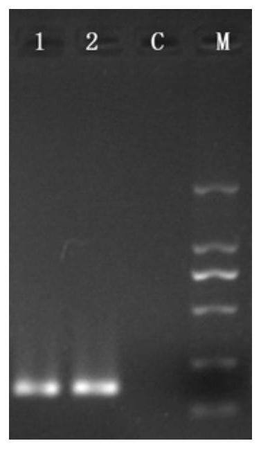 CPA primer for killing leukotoxin positive staphylococcus aureus, kit and detection method