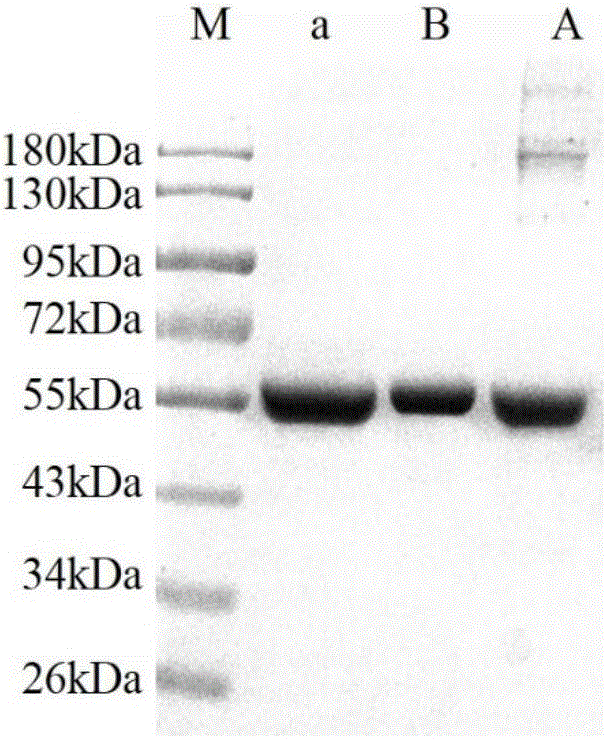 Method for purifying alpha1-antitrypsin from Cohn component IV precipitate