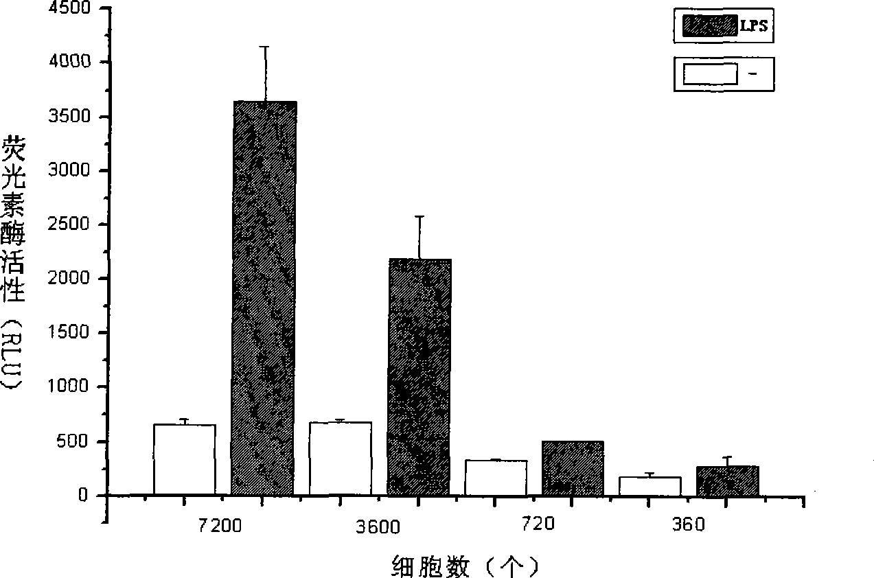 Cell model for screening antiphlogistic medicament and method for screening medicament by using the same