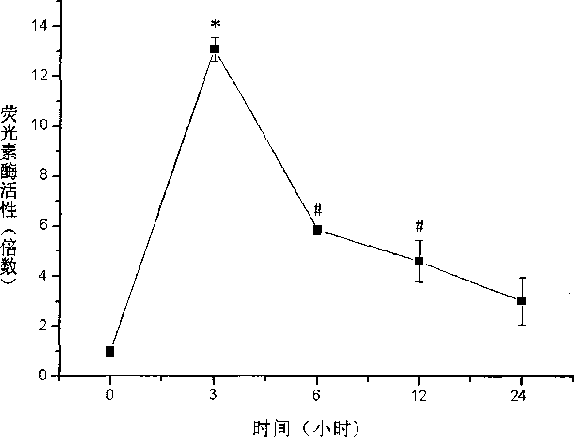 Cell model for screening antiphlogistic medicament and method for screening medicament by using the same