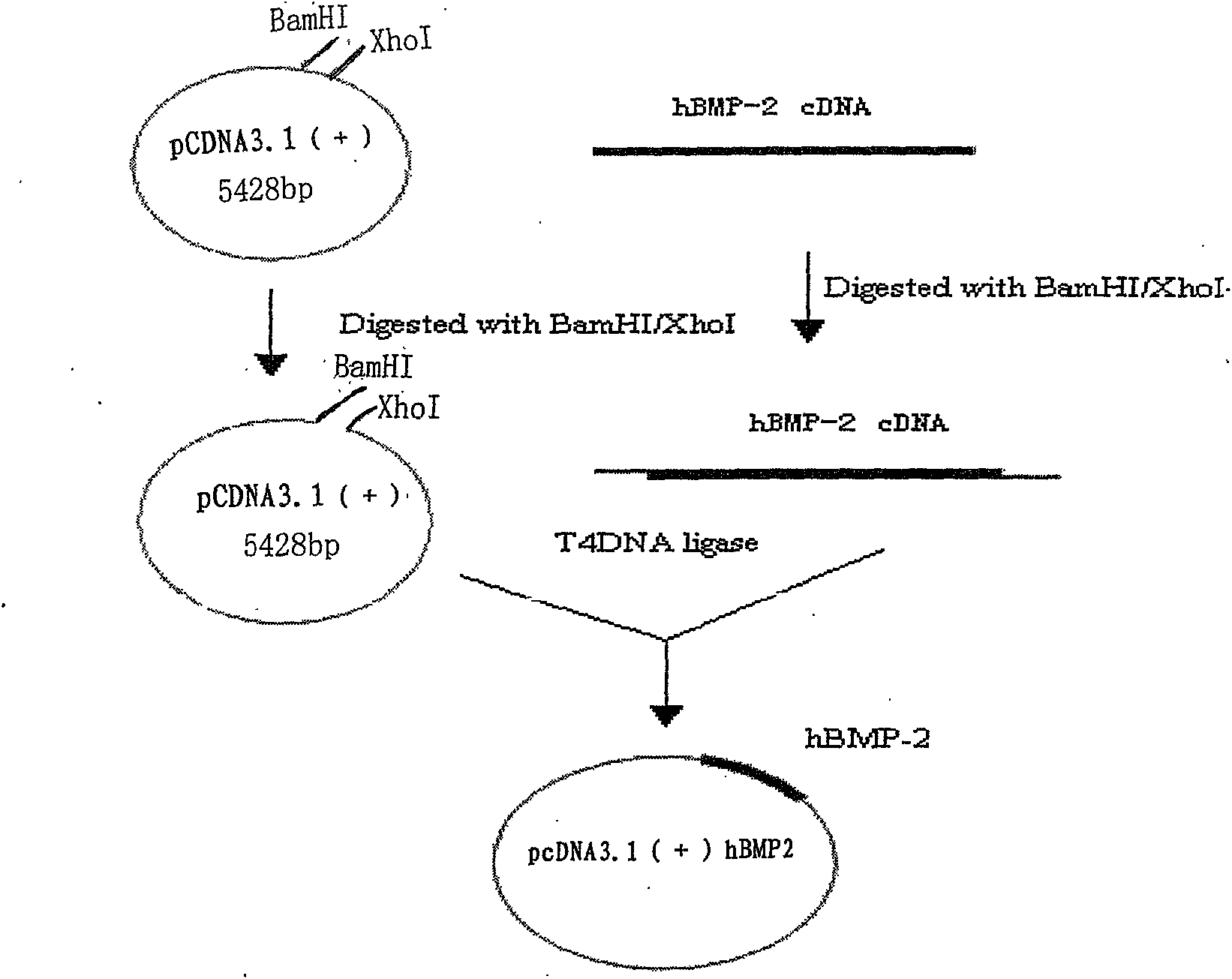 CHO cell strain for highly effective expressing rhBMP2 and establishing method thereof