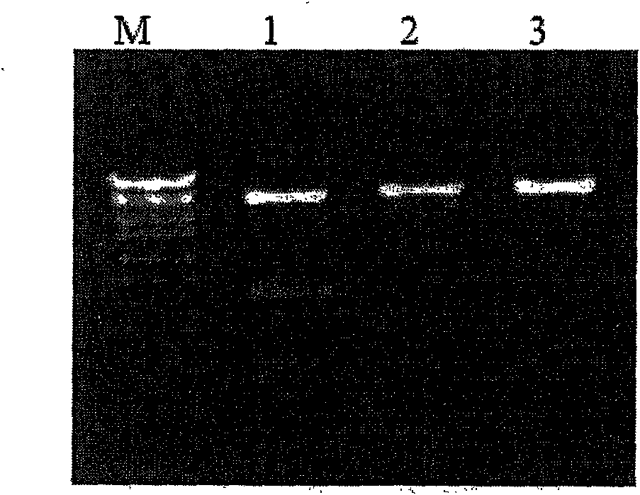 CHO cell strain for highly effective expressing rhBMP2 and establishing method thereof