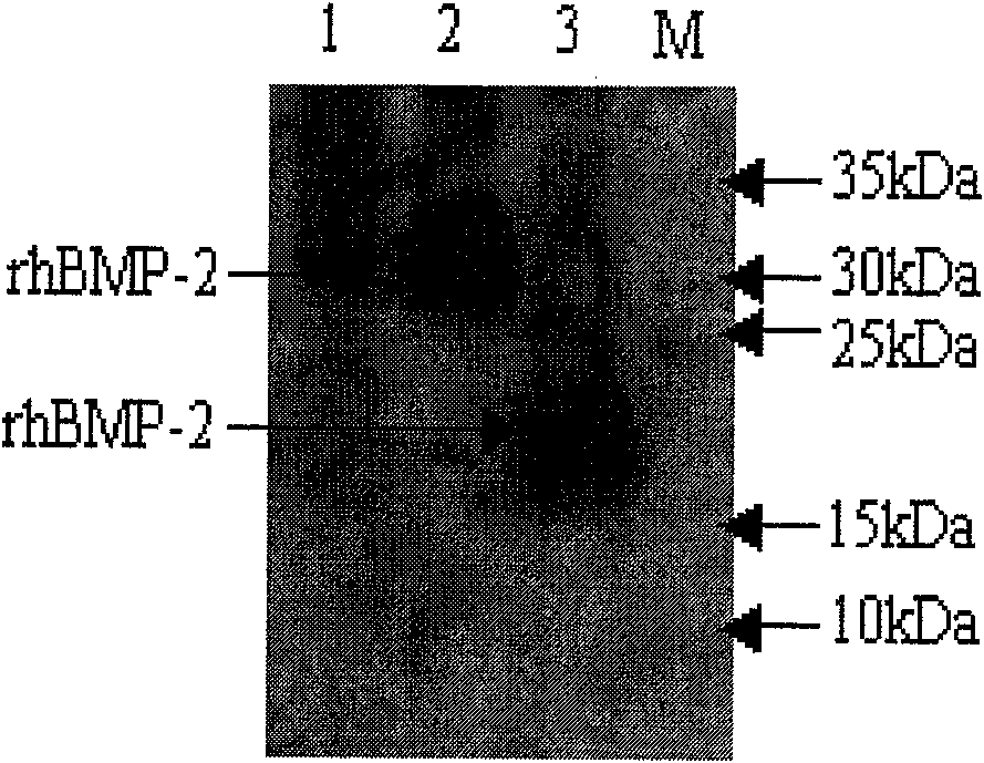 CHO cell strain for highly effective expressing rhBMP2 and establishing method thereof