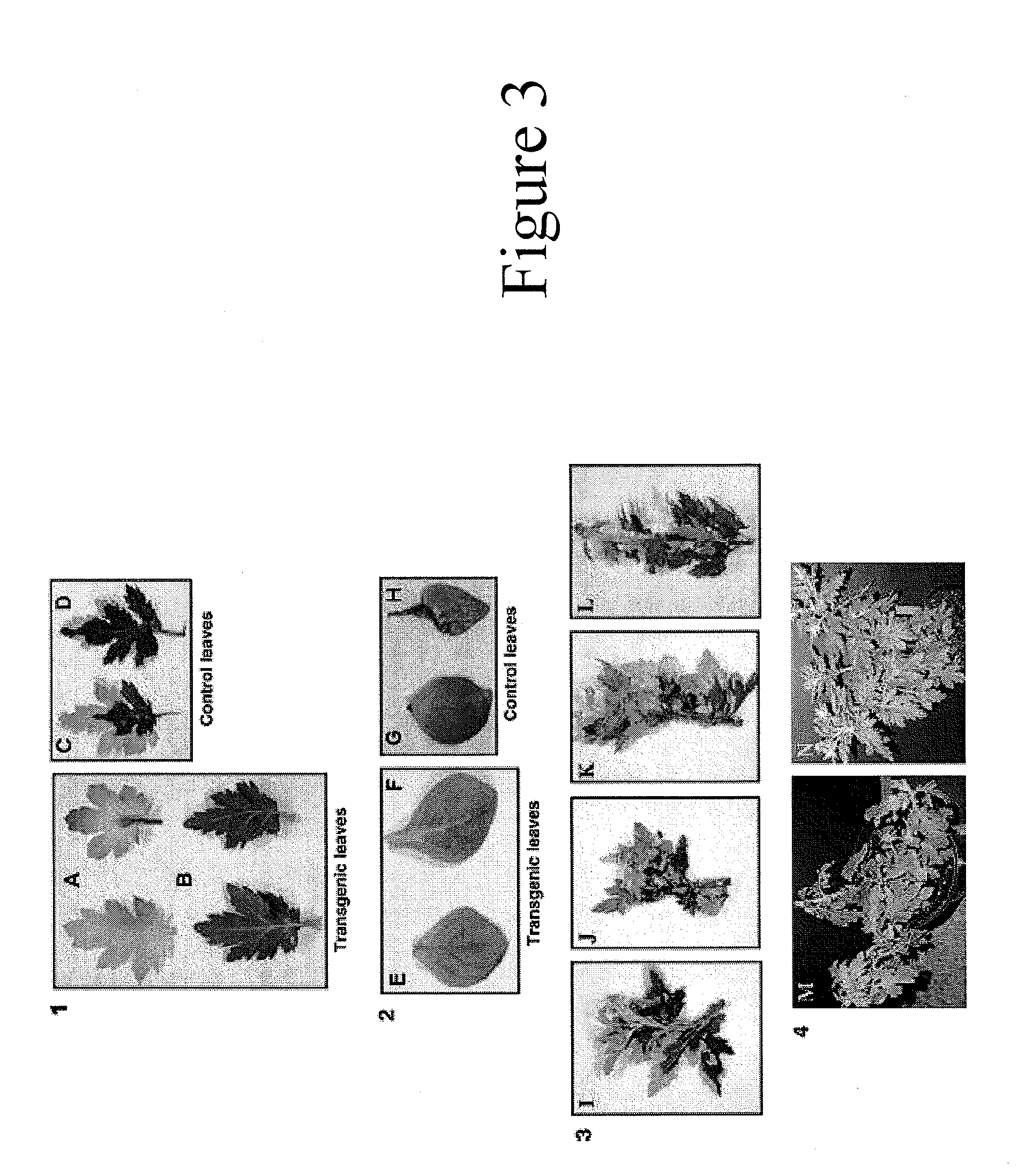 Method and composition for increasing plant survival & viability under cold storage, or dark and cold storage conditions