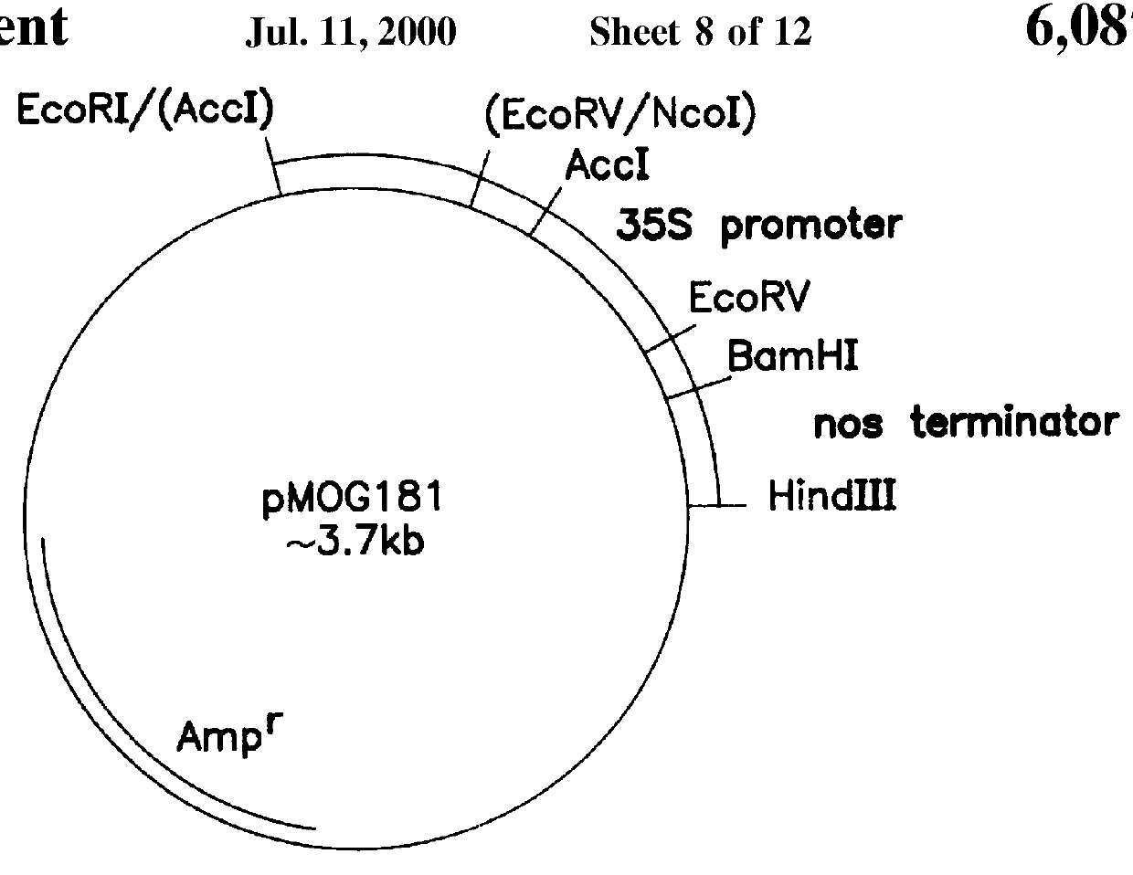 Transgenic fungal resistant plants expressing chitinase and glucanase, process for obtaining, and recombinant polynucleotides for uses therein