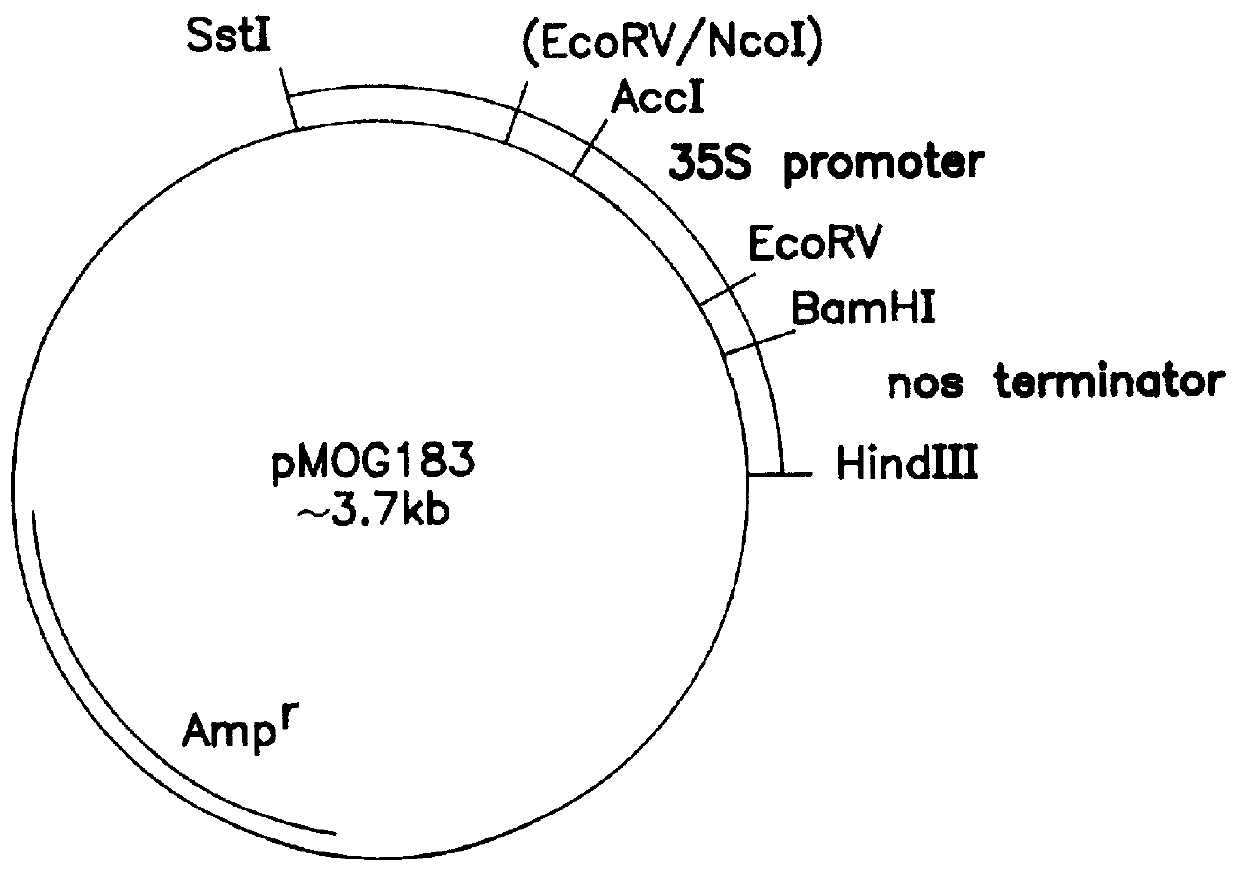 Transgenic fungal resistant plants expressing chitinase and glucanase, process for obtaining, and recombinant polynucleotides for uses therein