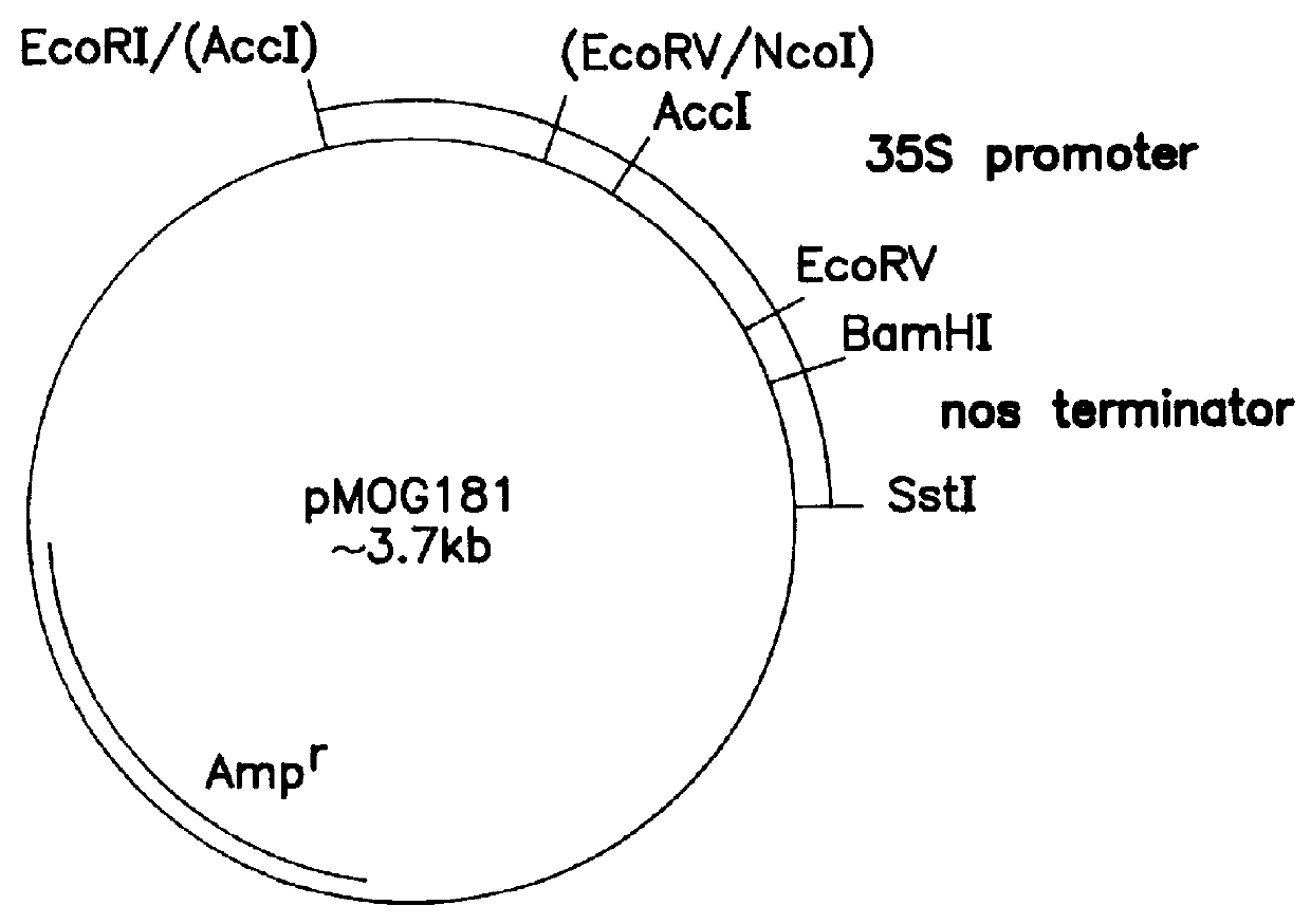 Transgenic fungal resistant plants expressing chitinase and glucanase, process for obtaining, and recombinant polynucleotides for uses therein