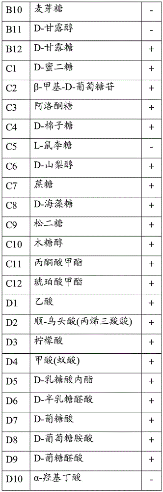 Serratia marcescens and preparation method and application thereof