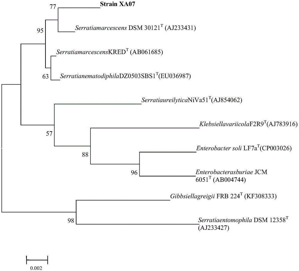 Serratia marcescens and preparation method and application thereof