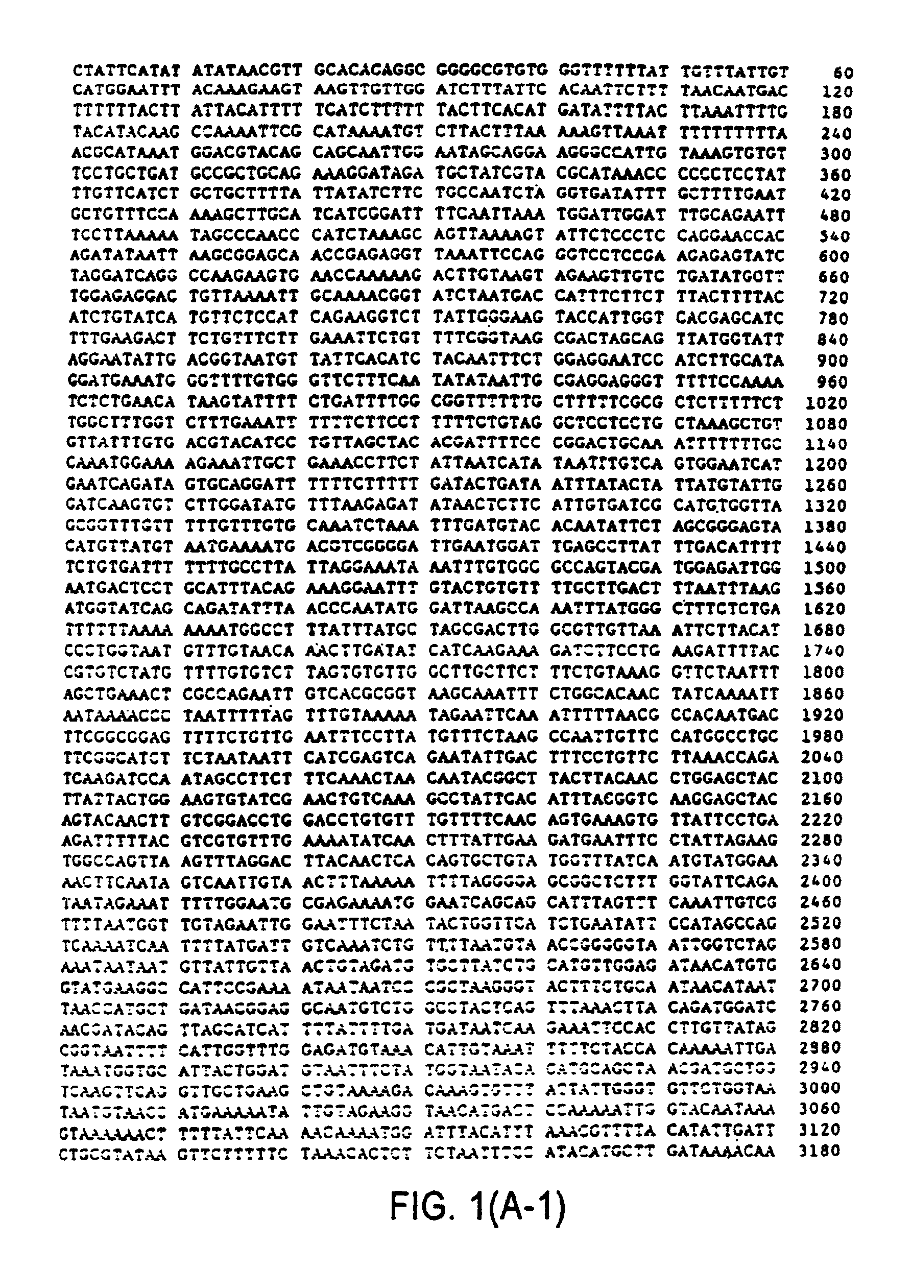 DNA encoding ovine adenovirus (OAV287) and its use as a viral vector