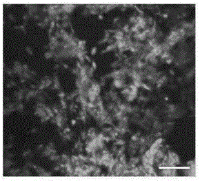 Preparation method of porous nano fiber membrane